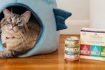wellness cat food
