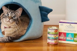 wellness cat food