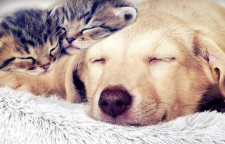 amazon fuzzball bed 2023 1 1674329960 1674329960