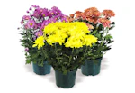 Meijer Mum