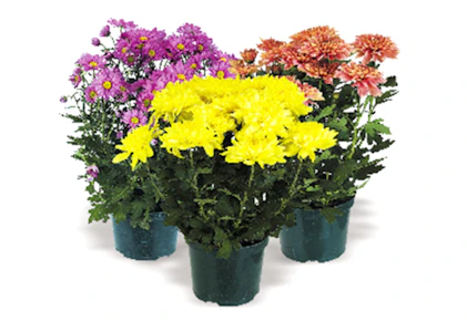 Meijer Mum