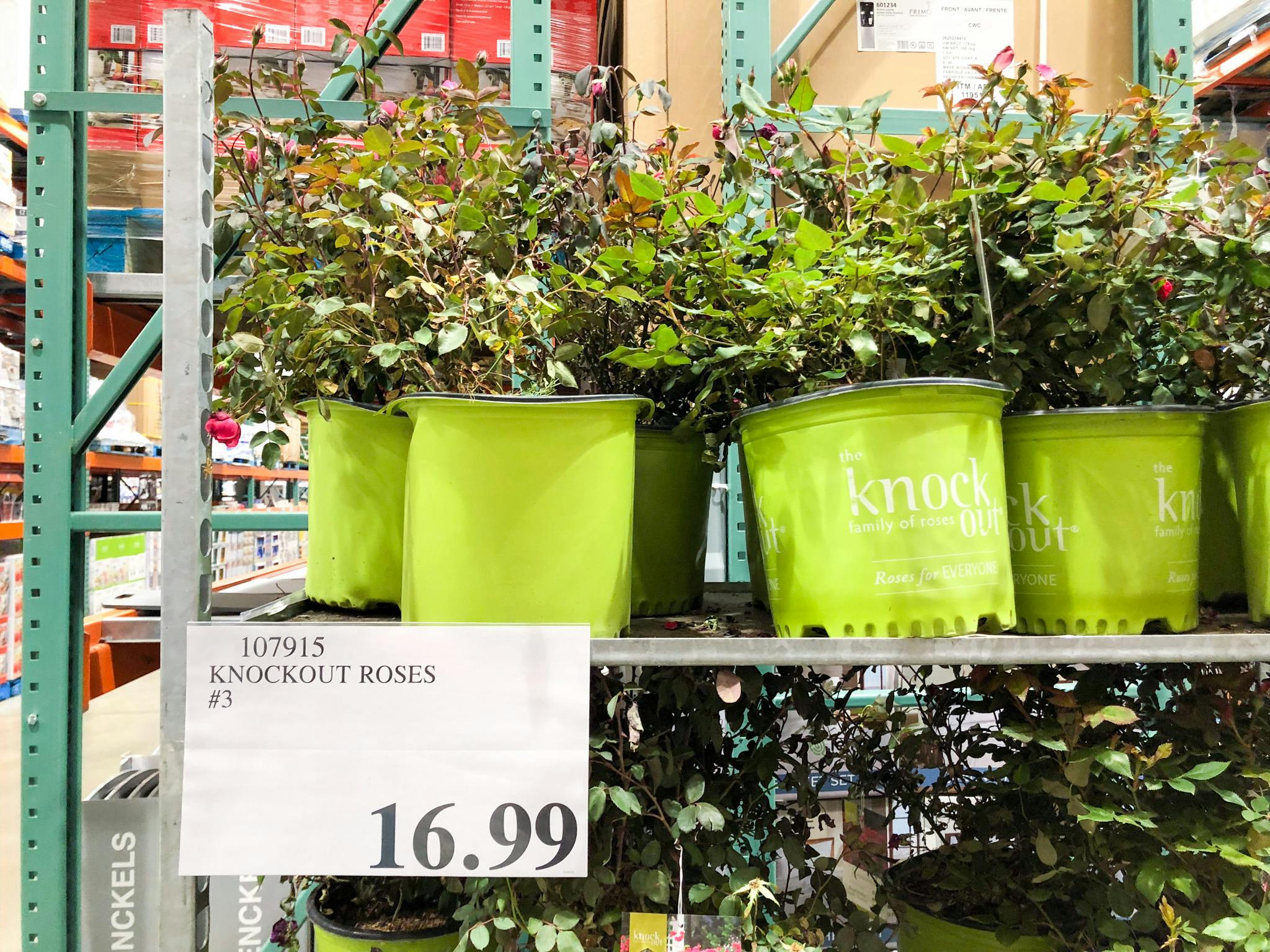 Mother's Day Exclusive Deal Grab Knockout Roses for Just 16.99 at