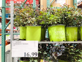 costco knockout roses 1683810448 1683810448