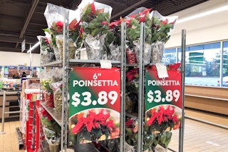 aldi poinsettia 1
