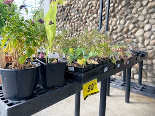 riteaid plant clearance em 2021c 1623334324 1623334324