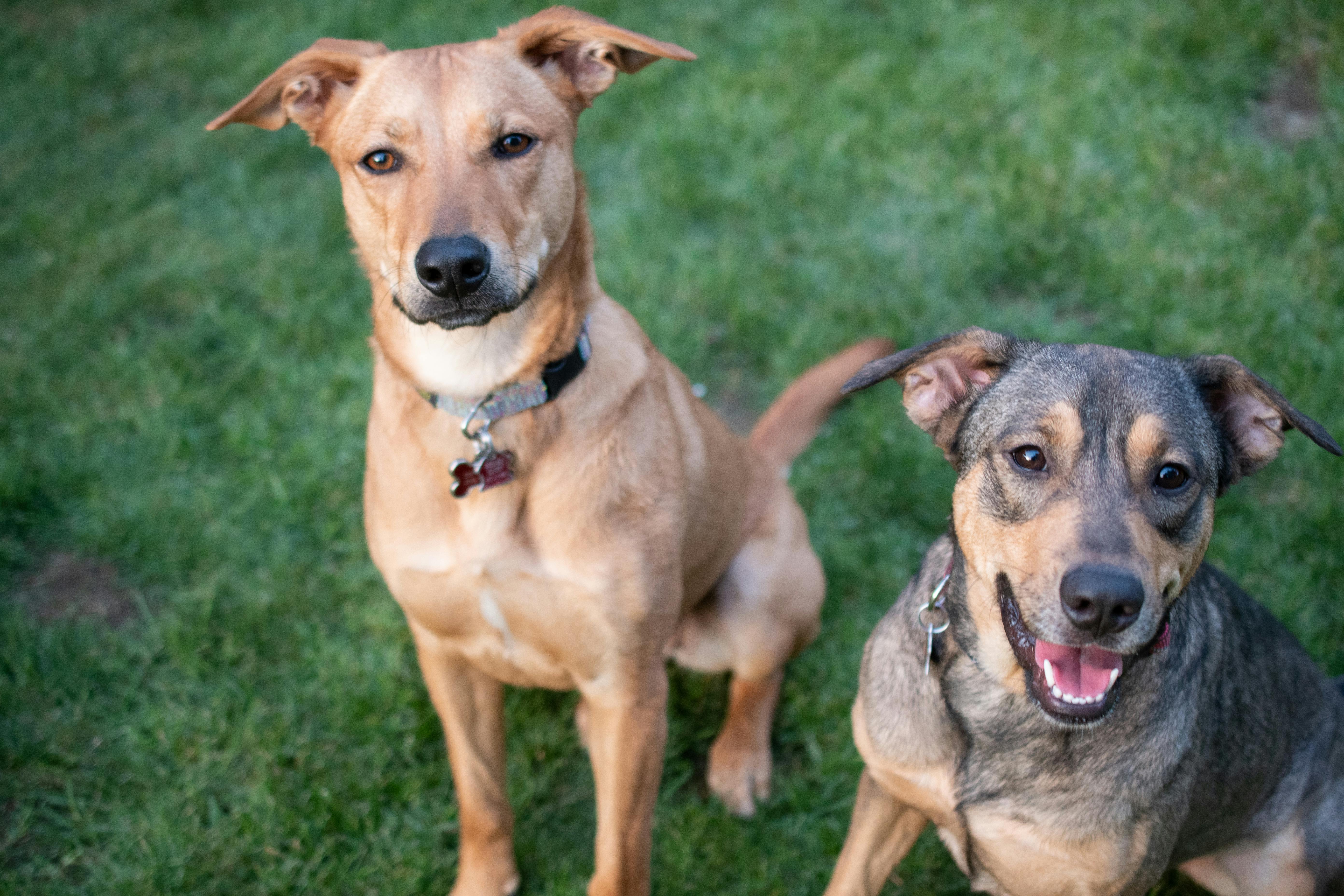 Walmart Pet Care: Get a Healthy Pet and a Heavier Wallet
