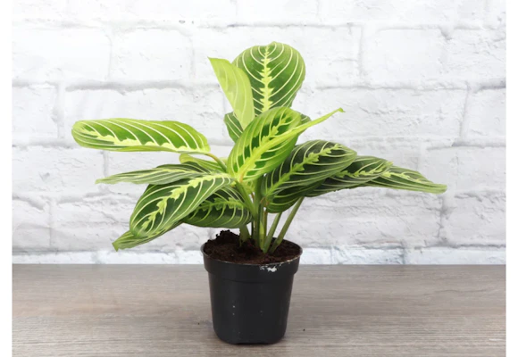 Prayer Plant