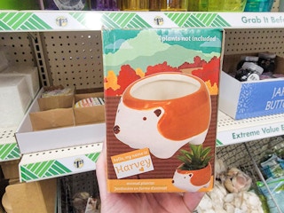 hedgehog planter