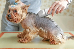 Dog Hair Clippers Set, Only $11.99 With Amazon Promo Code (Reg. $21.99) card image