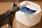 a cat drinking from a water fountain