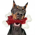 Tough Dog Chew Toy