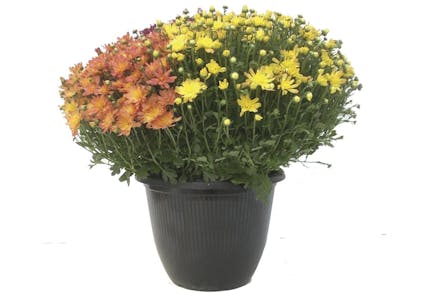 Menards Mum