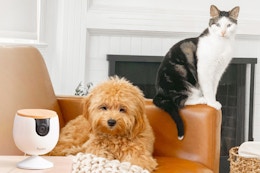 Furbo New Mini Camera, Starting at Just $25 on Amazon card image