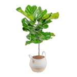 Fiddle Leaf Fig House Plant
