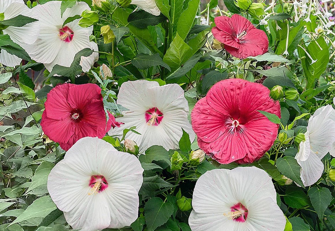 Roberta's Hibiscus Plant