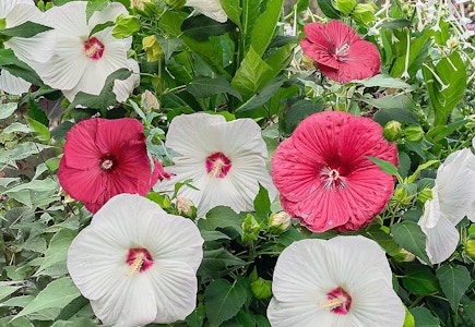 Roberta's Hibiscus Plant