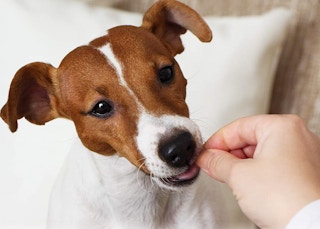 amazon vets joint supplements 2022 1 1653417408 1653417408