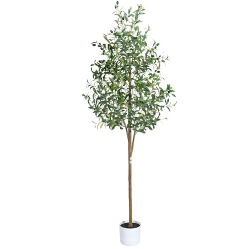Olive Tree