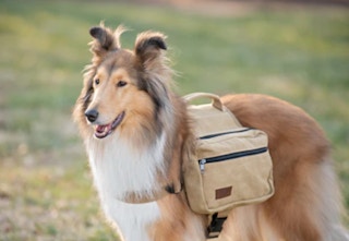 boxdog free saddle bag 32023 d 1678735507 1678735507
