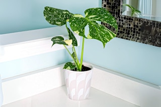 Lifestyle image of a Monstera live house plant on counter
