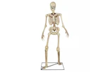 LED Skeleton