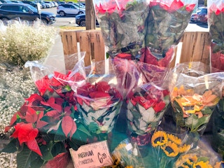 trader-joes-poinsettias-2