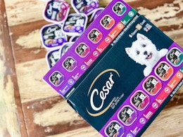 Cesar Wet Dog Food 36-Pack, Under $25 for Amazon Pet Day (Reg. $40) card image