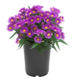 Lowe's Pink Aster
