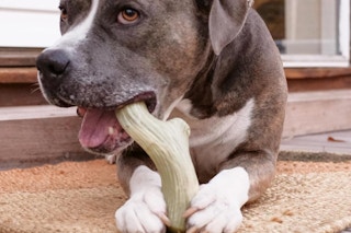 a dog chewing on a toy antler