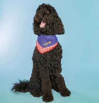 amaozn doggy parton formula image 1683029315 1683029315