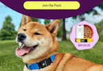 Ollie Dog Food + Free GPS Tracker