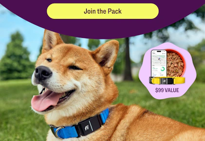 Ollie Dog Food + Free GPS Tracker
