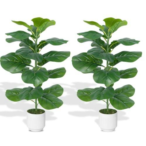Fiddle Leaf Fig Tree 2-Pack