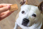 a hand holding a dog treat in front of a dog