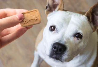 a hand holding a dog treat in front of a dog