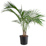Majesty Palm House Plant