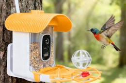 amazon smart bird feeder B0FDWJK9HX