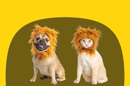 petsmart lion halloween costumes on yellow and olive background