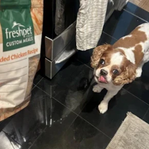 Freshpet Fresh Dog Food Box