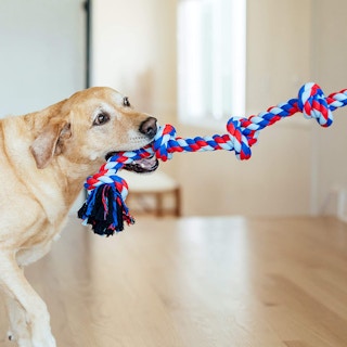 A dog playing with an Outward Hound rope toy.