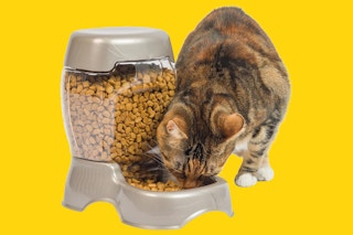 pet feeder amazon