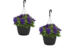 2 Bonnie Plants 