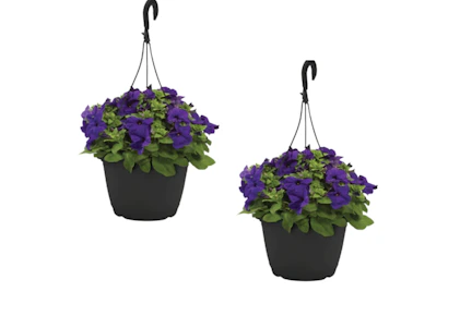 2 Bonnie Plants