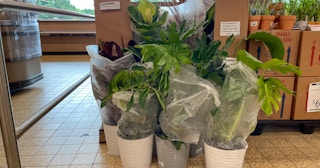 foliage on the sale floor at aldi