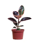 LiveTrends Ficus Ruby Rubber Tree