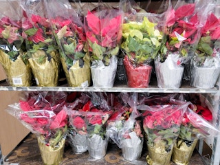 aldi poinsettia 1 nov 2022 1669890203 1669890203