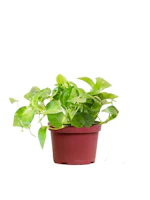 LiveTrends Golden Pothos Plant