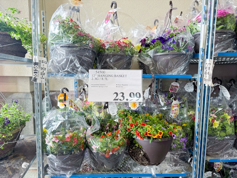 costco-plants-hanging-basket-1