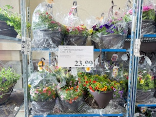 costco-plants-hanging-basket-1