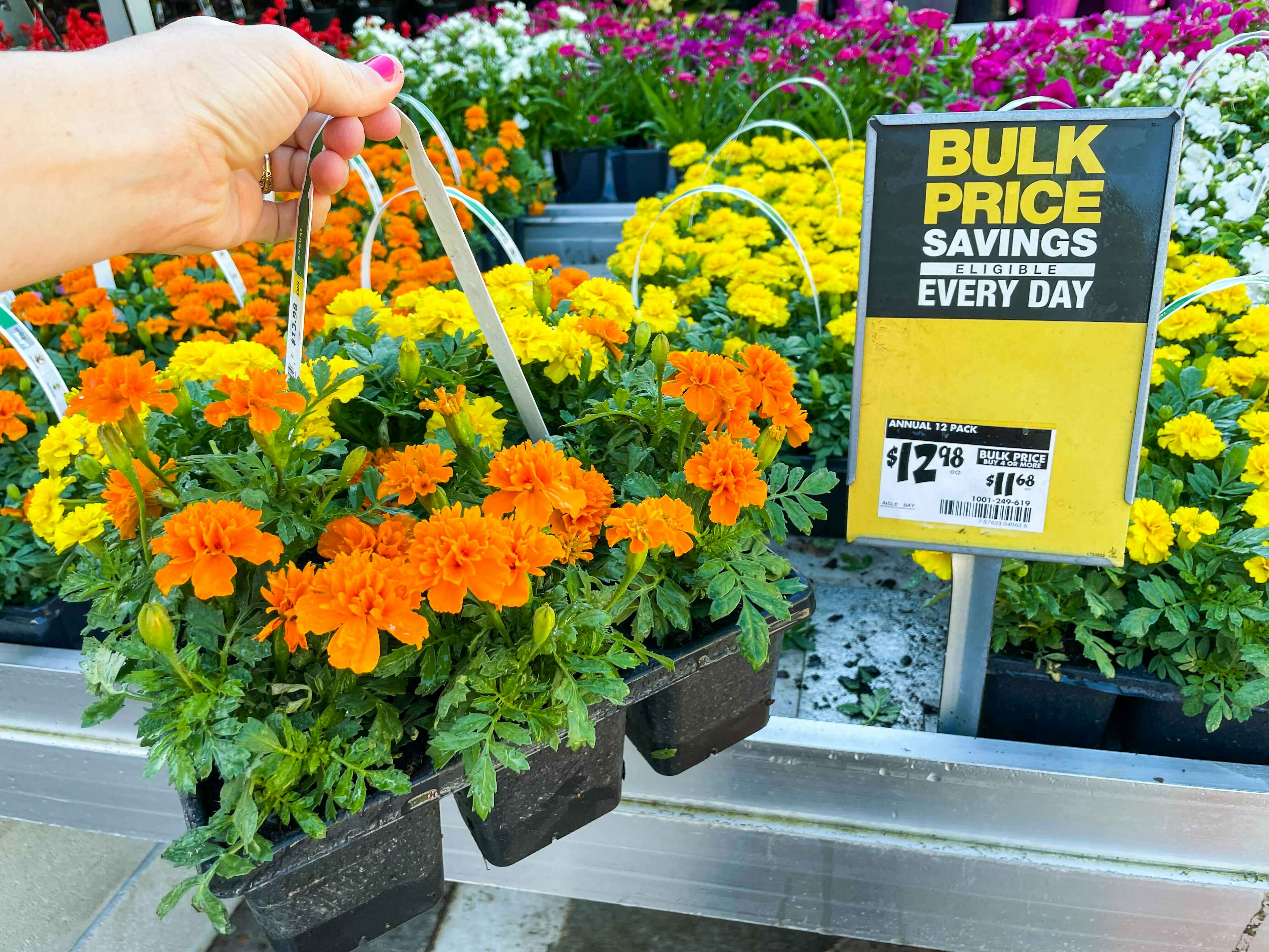 home-depot-12-pack-annuals-bulk-pricing